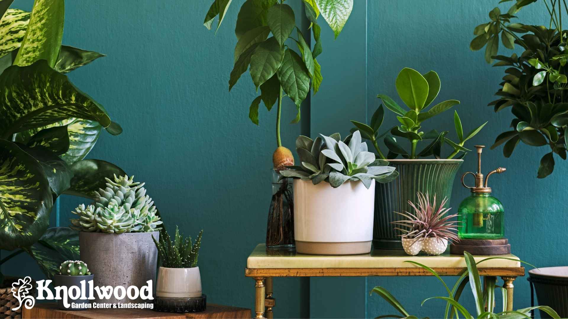 Houseplants for Every Home and Every Lifestyle